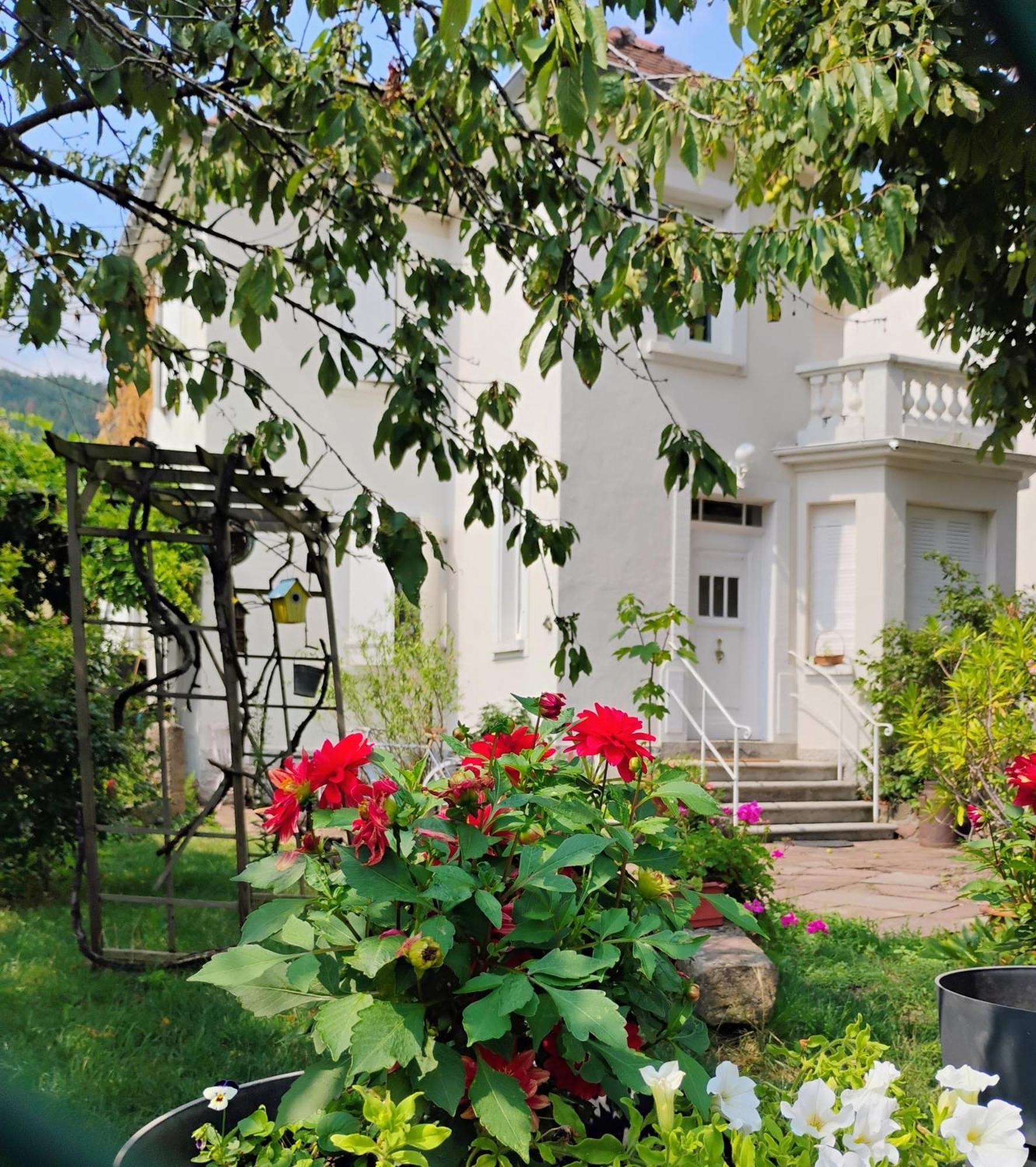 Gite Le Marronnier - Au Calme - Parking & Terrasse - Pres De Colmar Et Riquewihr - Route Des Vins Châtenois Εξωτερικό φωτογραφία