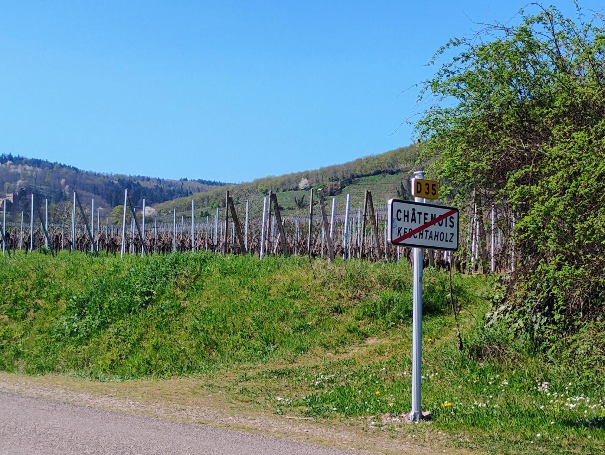 Gite Le Marronnier - Au Calme - Parking & Terrasse - Pres De Colmar Et Riquewihr - Route Des Vins Châtenois Εξωτερικό φωτογραφία
